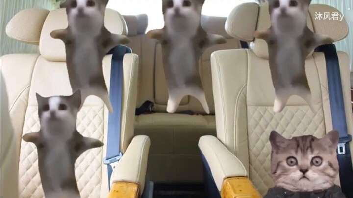 【Meme kucing】Saat saya mengibarkan bendera nasional terbalik di depan seluruh sekolah