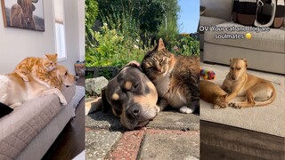 Dog, just spoil the kitty.