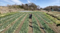 JPOP JO1 SHO AND SYOYA FIRST TIME PICKED UP ONIONS