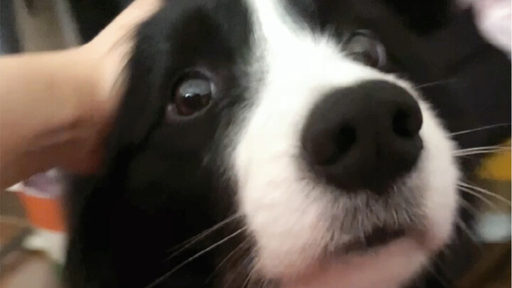 This owner has good obedience—just a little nudge and they know to pat the head!