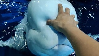 Liuliu tampaknya tidak suka kepalanya disentuh