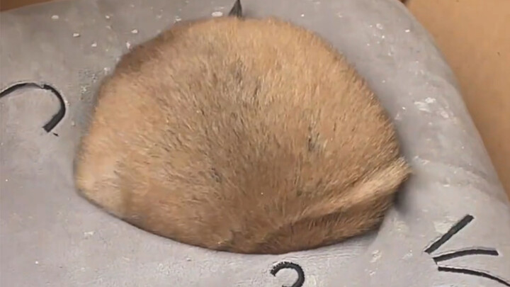 จะหลับอีกแล้ว