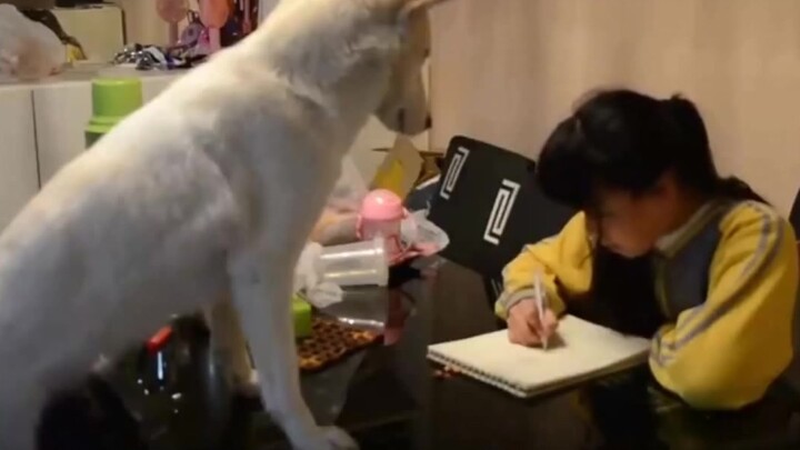 คุณพ่อชาวจีนฝึกสุนัขให้ "ดูแล" การบ้านของลูกชายตัวน้อย กลายเป็นกระแสไวรัลบนโลกออนไลน์ และมีคนคอมเมนต