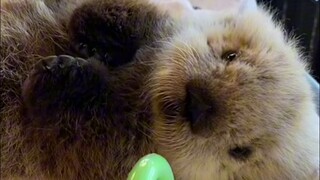 The little ones at the animal rescue center will cause trouble if they don't get toys.