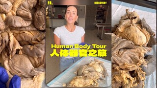 วันนี้มาเรียนรู้เกี่ยวกับ "อวัยวะภายในร่างกาย" 🫀🫁