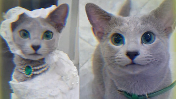 猫咪界也有范氏姐弟