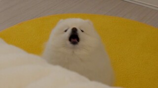 When the sister said she didn't want to sleep with Gougou, Gougou got angry!
