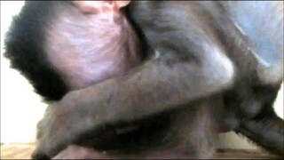 Little monkey in red cage