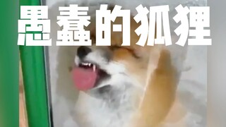 【嗑叔】犬界有二哈，狐界有“二狐”