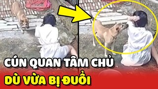 Chú chó quay lại HỎI THĂM chủ mặc dù vừa mới bị ĐUỔI ĐI ❤️ | Yêu Lu