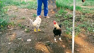 Manok ni Bawin