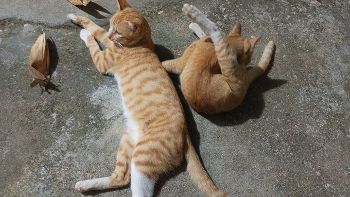 ไปทำงานในไร่แล้วพาหนูน้อยสองตัวกลับมาให้แมว