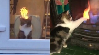 Con mèo nhỏ này có thể xử lý nó! Nếu có lửa nó sẽ thò tay ra nướng chín