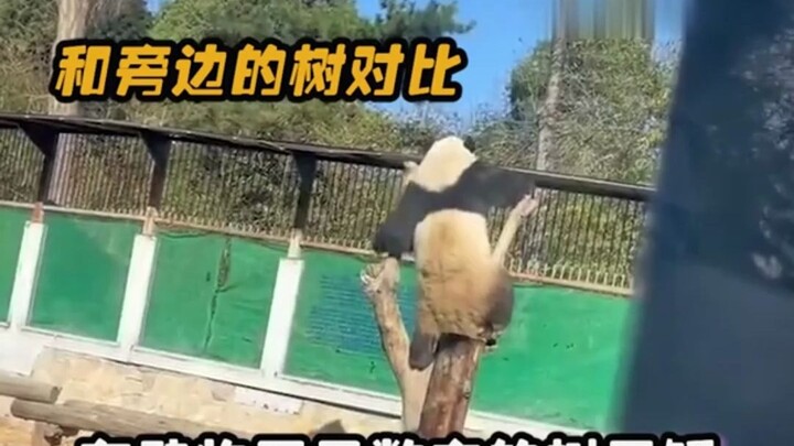 The Meilan family doesn’t keep any idle pandas—every single one knows how to put on a show!