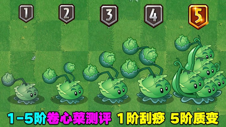 Cabbage Tier 1–5 Review: Tier 1 feels like a scraping, while Tier 5 undergoes a dramatic transformat