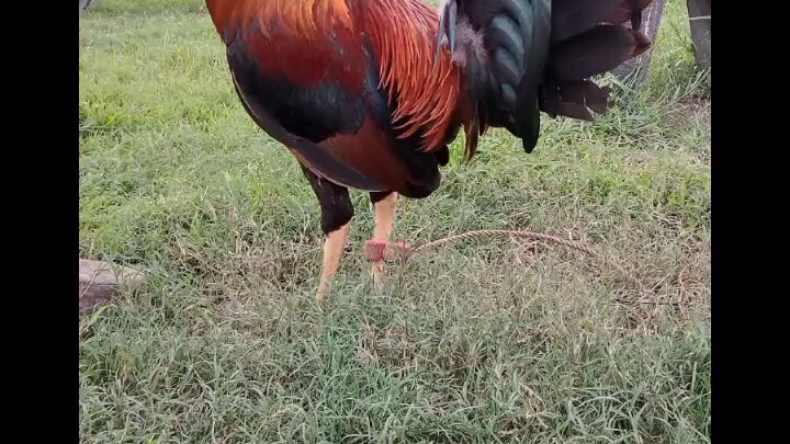 national banded