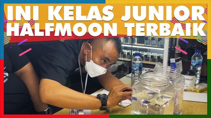 cupang kecil tapi juara 😱😱