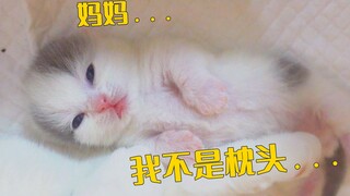 新手猫妈妈不会带娃，把小猫当枕头，还压在身下！