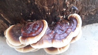 Are These Mushrooms Poisonous?