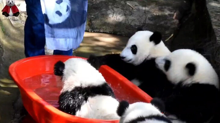 Four Panda Cubs Bathing