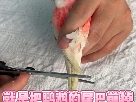 探秘鹦鹉王国：这些你不知道的冷知识，看完绝对涨见识！#鹦鹉#和尚鹦鹉#鹦鹉科普#玄凤鹦鹉#鹦鹉日常