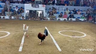 My Simple White "biboy white kelso"