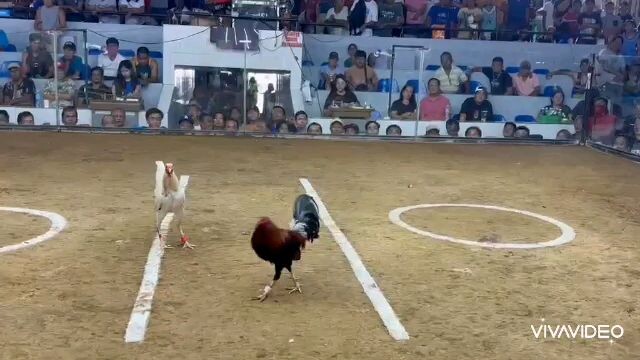 My Simple White "biboy white kelso"