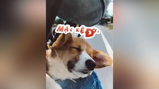 Chỉ mong hết dịch để ba má tao chở tao đi chơi tiếp. Yuri Corgi onhagiaitri