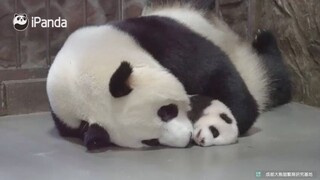 大熊猫发现自己女儿长的太可爱是一种什么体验！