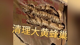 การทำความสะอาดแบบฮาร์ดคอร์: การทำความสะอาดรังแตนในผนังห้องนอน