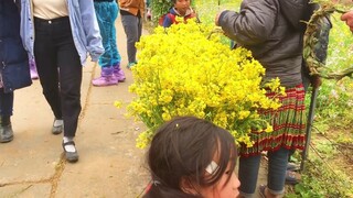 Sắc vàng hoa cải sưởi ấm Hà Giang ngày đông