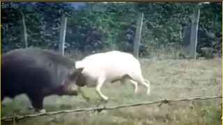 แรงกระแทกของหมูป่าไม่ได้พูดเกินจริงเลย!