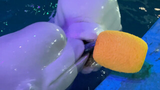 The little black one grabbed the big white fish 😂