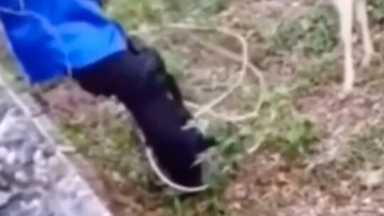 لحظة صيد آسان