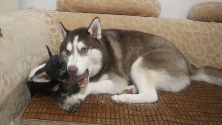 Husky vs. dog, Border Collie vs. dog—your dog’s IQ instantly reveals who’s smarter!