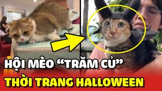 Tham gia LỄ HỘI MÈO lớn nhất Việt Nam bắt gặp bé mèo hóa trang Halloween 😍 | Yêu Lu