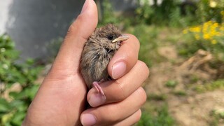 One step later, this little sparrow would be dead.
