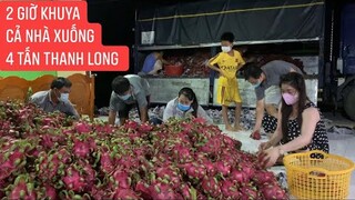 Ngày cuối cùng cách ly tại nhà 2 giờ khuya xuống 4 tấn Thanh Long cho bà con trong khu phong tỏa