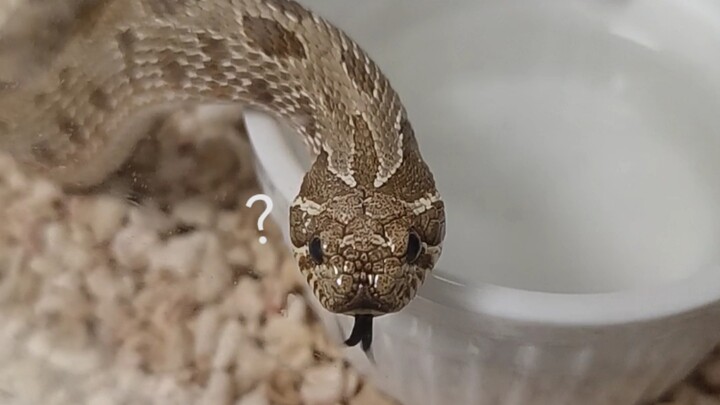 Tay mình đến giờ vẫn tanh ơi là tanh, á á á! Mình không sạch nữa rồi, á á á á… hu hu hu!