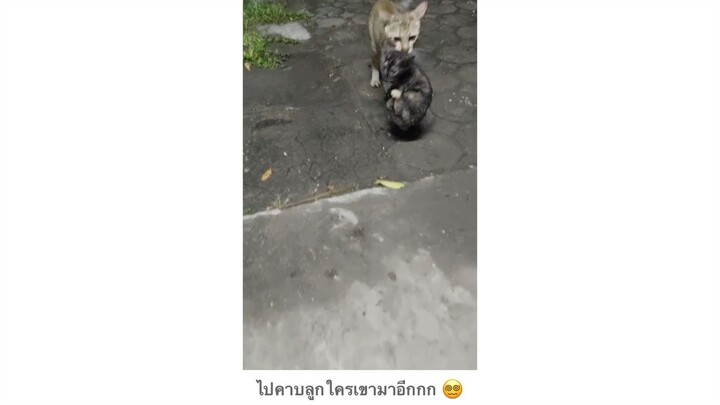 ไปเอาลูกใครเขามาอีก