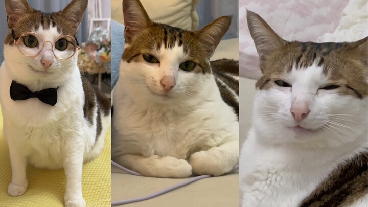 เจ้าของเดิมมองเห็นไหม? แมวที่คุณฝากให้ฉันดูแลตอนนี้สบายดีมาก!