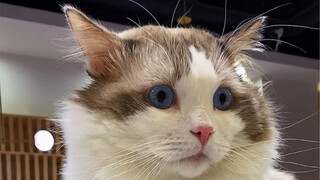 Seeking advice from experts, waiting online, urgent.