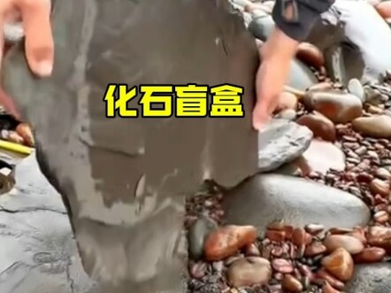 化石盲盒