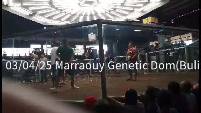 Bulik - Marraouy Genetic Dom (OwnBlend) Draw