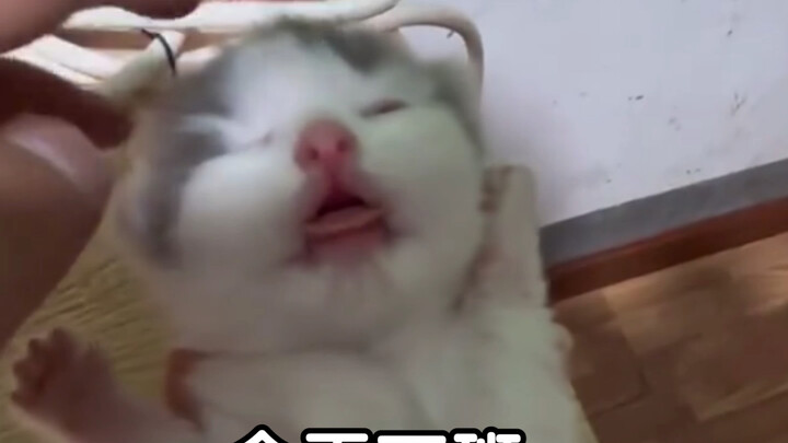 【คส. แมวนมไม่ใช่ขยะ】วิดีโอจัดทำเป็นแพ็กเกจเรียบร้อย ยินดีต้อนรับทุกท่านมาชม!