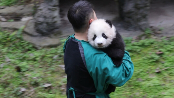 【Panda Qizhen】 Qizhen is so cute while tourists saying bye-bye