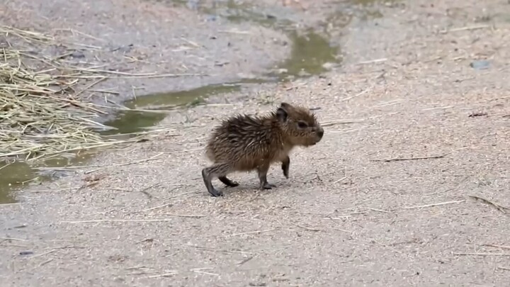 Is this the smallest capybara you’ve ever seen?
