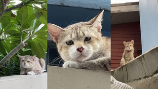 为了撸到隔壁家的猫，花了三年的时间