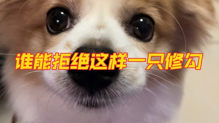 Seperti yang kita tahu, di hadapan makanan, anjing benar-benar nggak pakai logika.