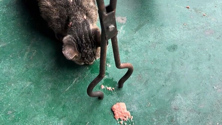 Kucing ini sangat suka makan
